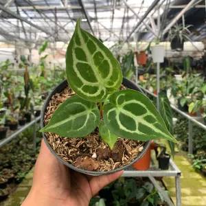 Anthurium Silver Blush x Forgeti